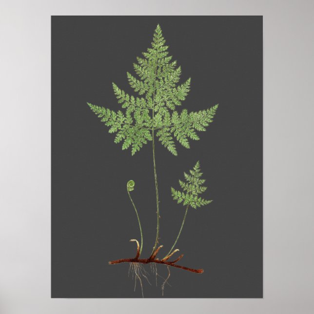 Poster Fern, (Frente)