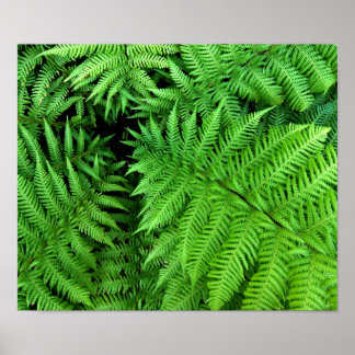 Pôster Fern
