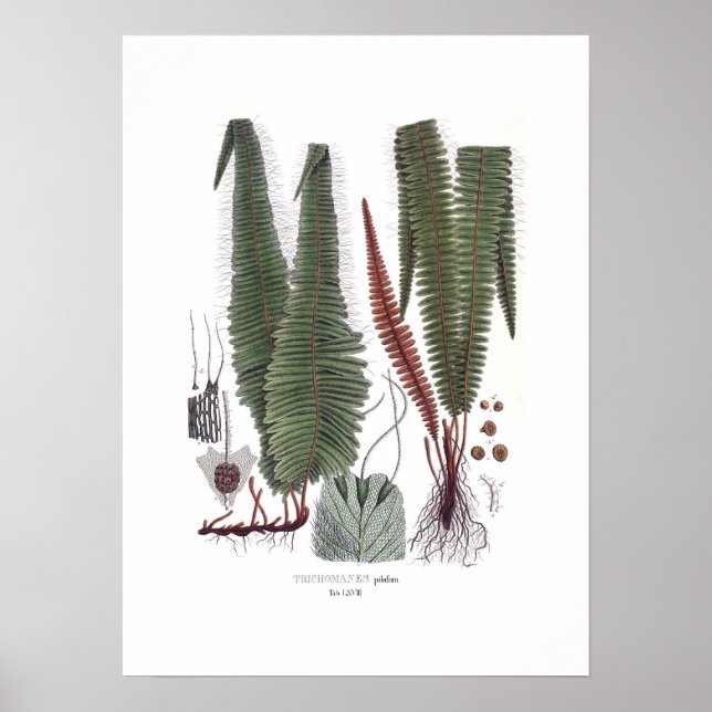Poster Fern (Frente)
