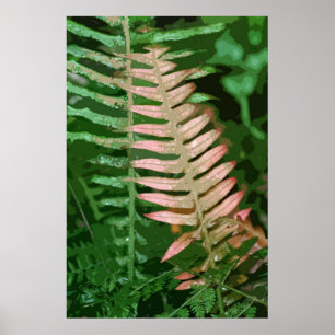 PÔSTER FERN 1