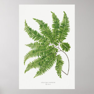 Poster Fern 2