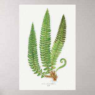 Poster Fern 3