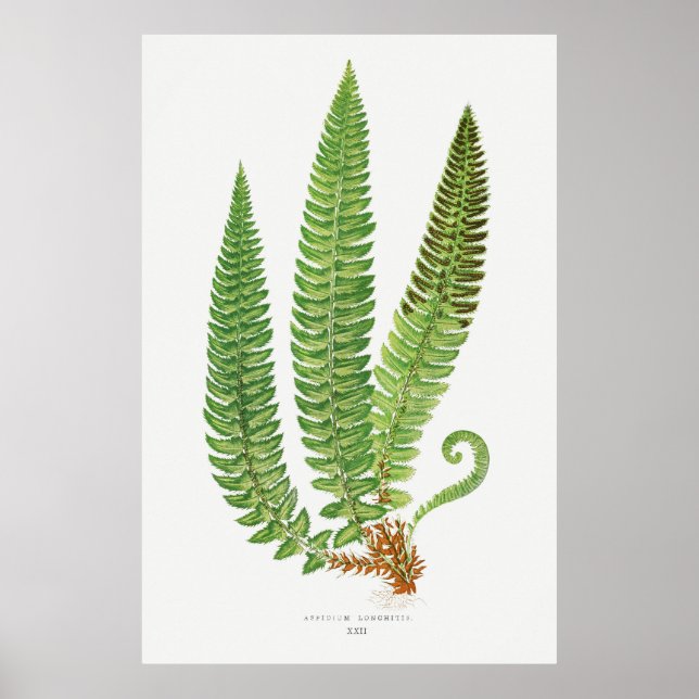 Poster Fern 3 (Frente)