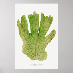 Poster Fern 4