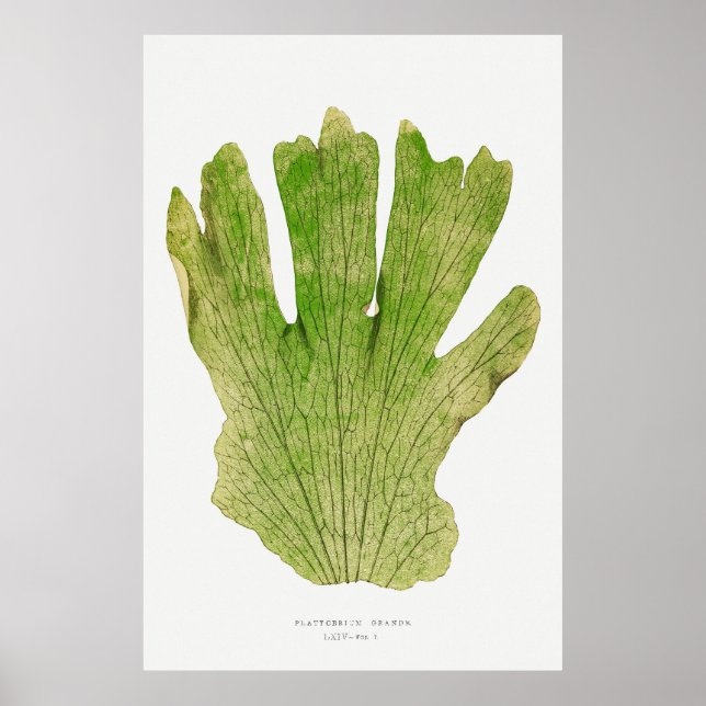 Poster Fern 4 (Frente)