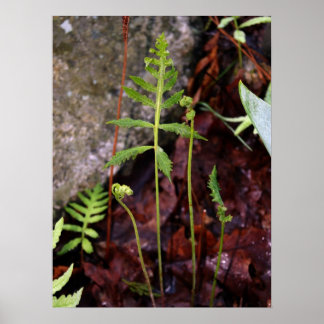 Poster Fern by StoneWall