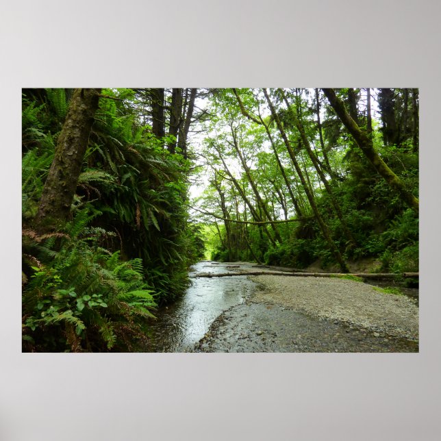 Poster Fern Canyon II no Parque Nacional de Redwood (Frente)