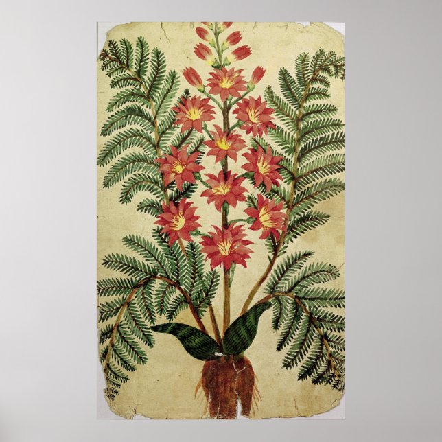 Pôster Fern com flores vermelhas e amarelas (Frente)