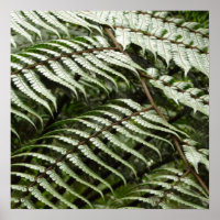 Fern Fronds II Dark Green Nature