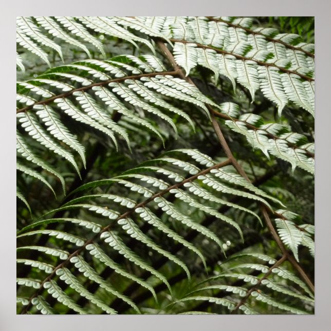 Poster Fern Fronds II Dark Green Nature (Frente)