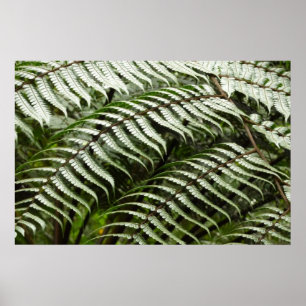 Pôster Fern Fronds II Dark Green Nature