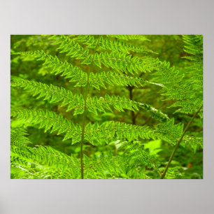 Poster Fern Fronds III Natureza Verde Botânica