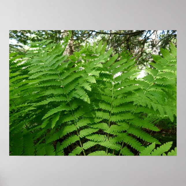 Poster Fern Fronds IV Natureza Verde Botânica (Frente)