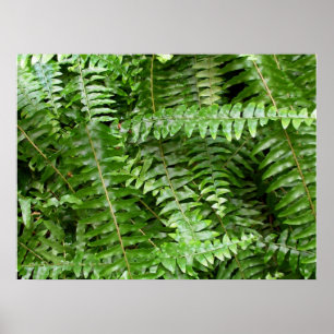 Pôster Fern Frontes I Green Nature