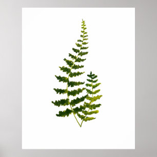 Poster Fern Green Deixa A Aquarela Botânica Natureza
