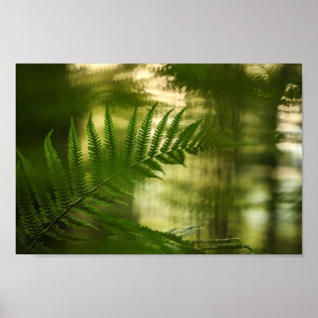 Poster Fern Nature Photo (Frente)