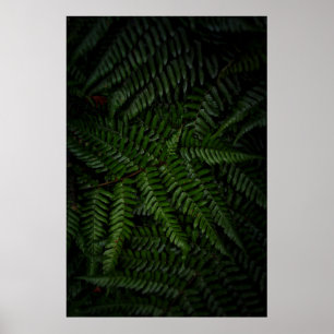 Poster Fern plant