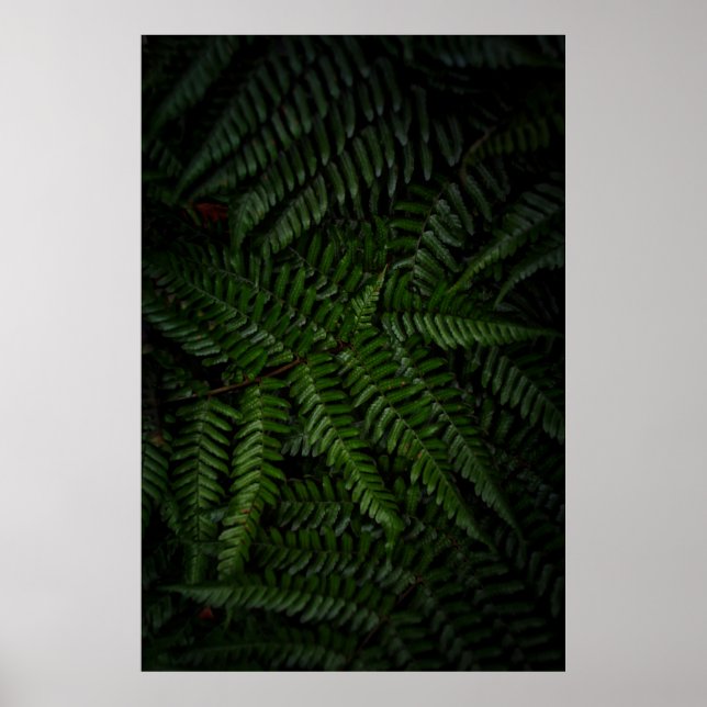 Poster Fern plant (Frente)