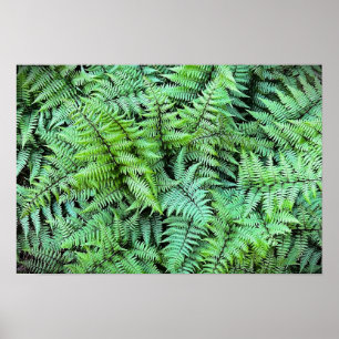 Poster Ferns,