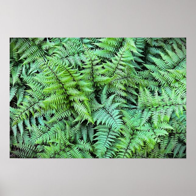 Poster Ferns, (Frente)