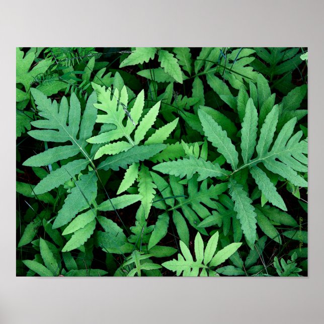 Pôster Ferns: Canvas— (Frente)