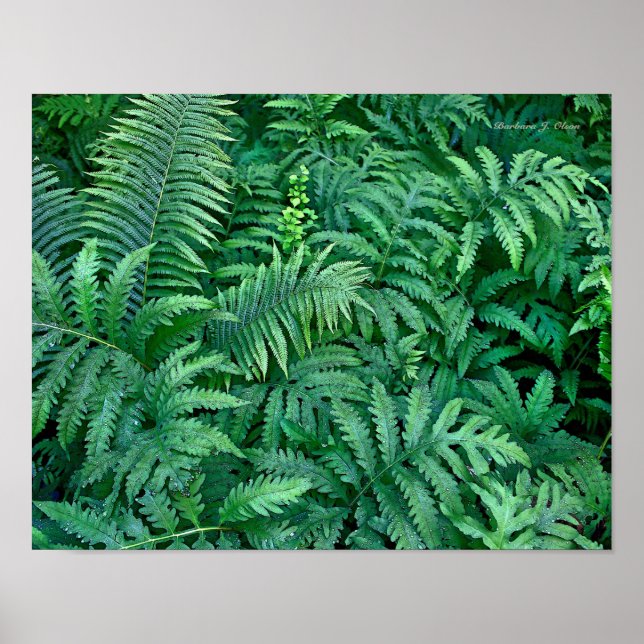 Pôster Ferns: Canvas — plana (Frente)