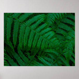 Poster Ferns da Ilha do Pico