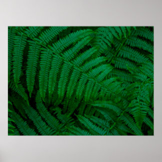 Poster Ferns da Ilha do Pico