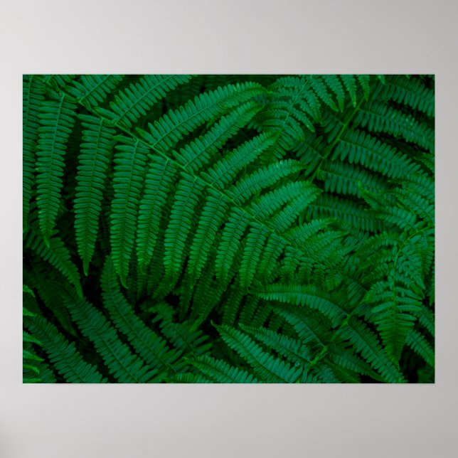 Poster Ferns da Ilha do Pico (Frente)