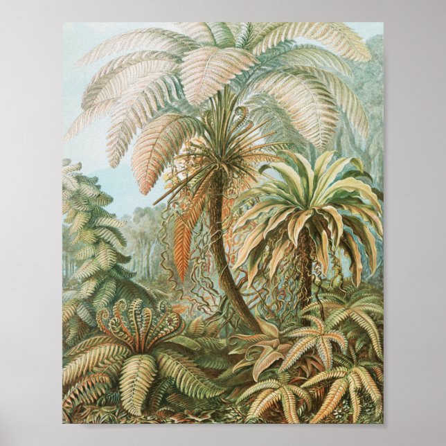Poster Ferns, Filicinae Laubfarne, por Ernst Haeckel (Frente)