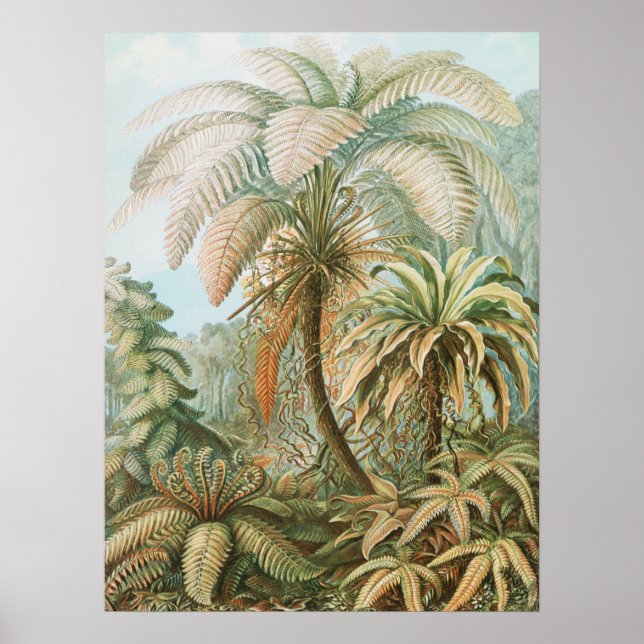 Poster Ferns, Filicinae Laubfarne, por Ernst Haeckel (Frente)