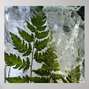 Poster Ferns Forçados,