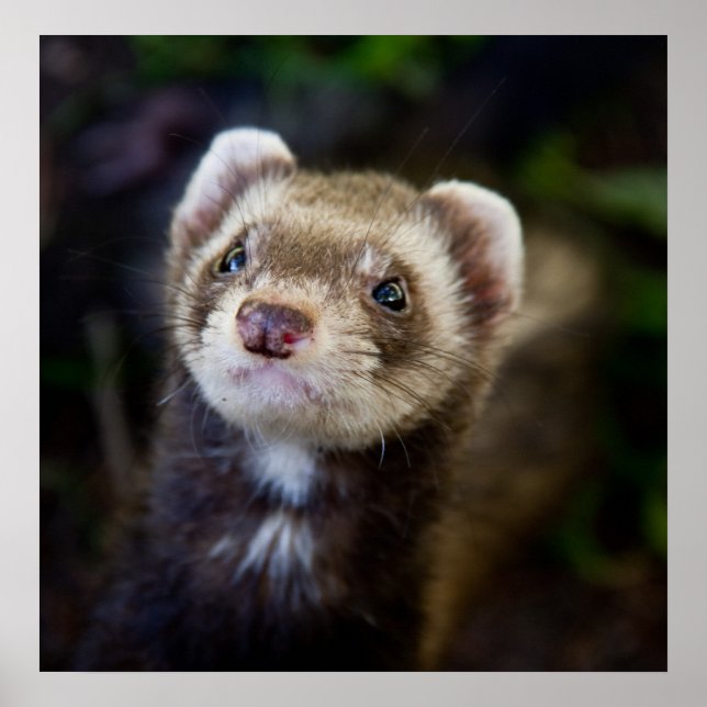Pôster Ferret (Frente)