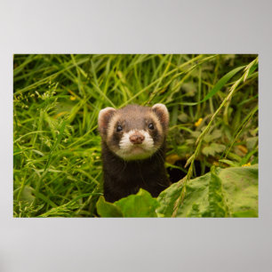 Poster Ferret castanho na grama