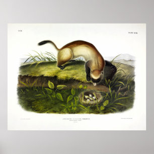 Poster Ferret de pés negros, Polecat Americano de Audubon