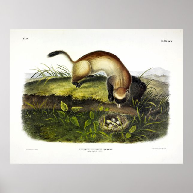 Poster Ferret de pés negros, Polecat Americano de Audubon (Frente)