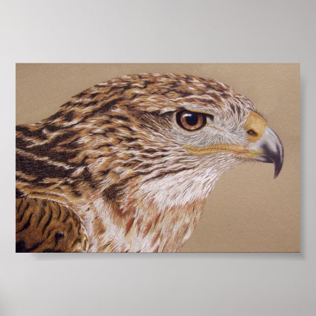 Pôster Ferruginous Hawk (Frente)