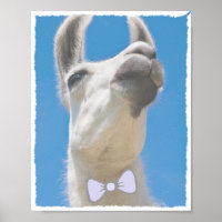 Festa Llama com Arco