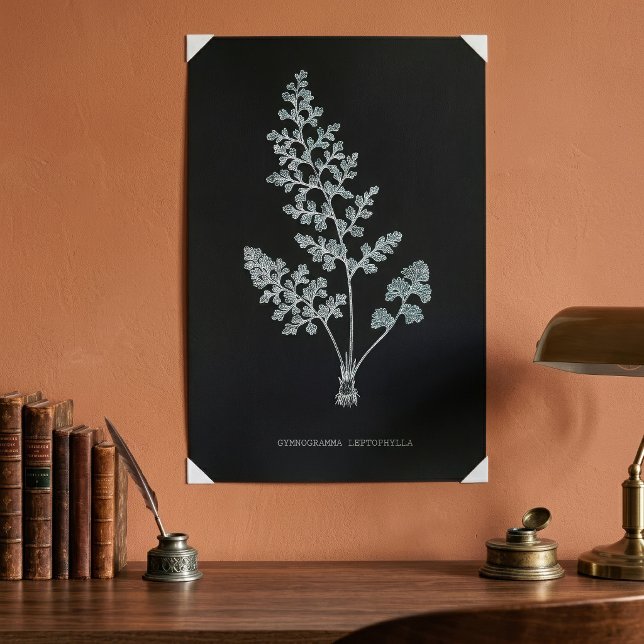 Poster Feto da Jersey, Anogramma leptophylla (Jersey fern, Anogramma leptophylla. Poster)