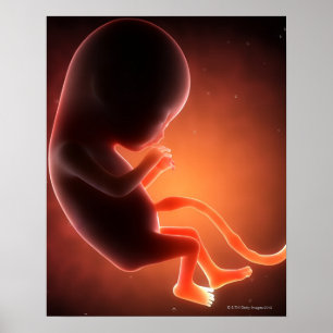 Poster Feto velho de dois meses