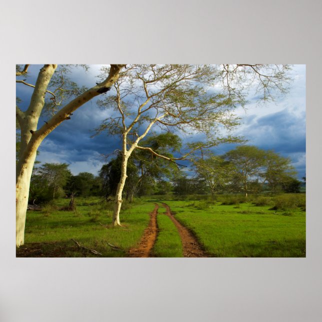 Pôster Fever Tree (Acacia Xanthophloea) Por Dirt Track (Frente)