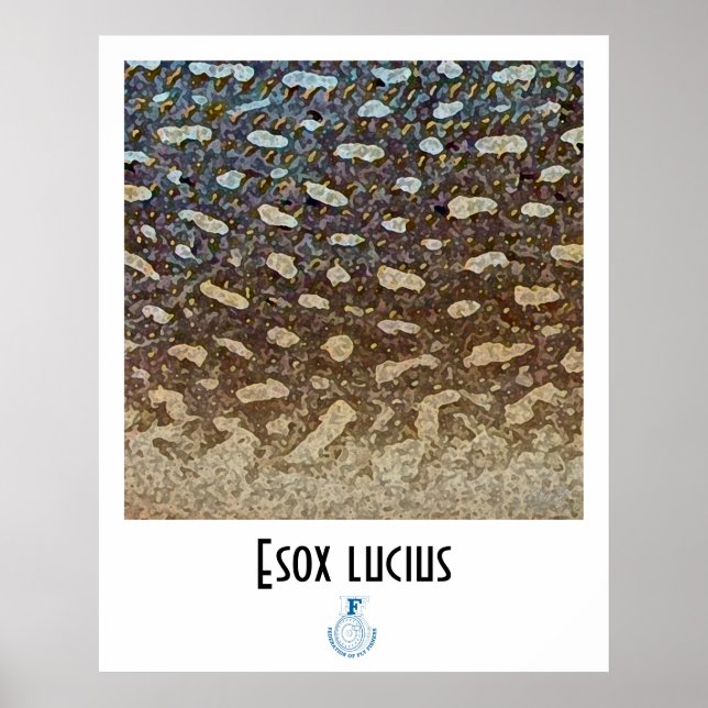 Poster FFF Pike norte (Frente)