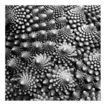 Fibonacci Vegetable Fractal, Romanesco Broccoli