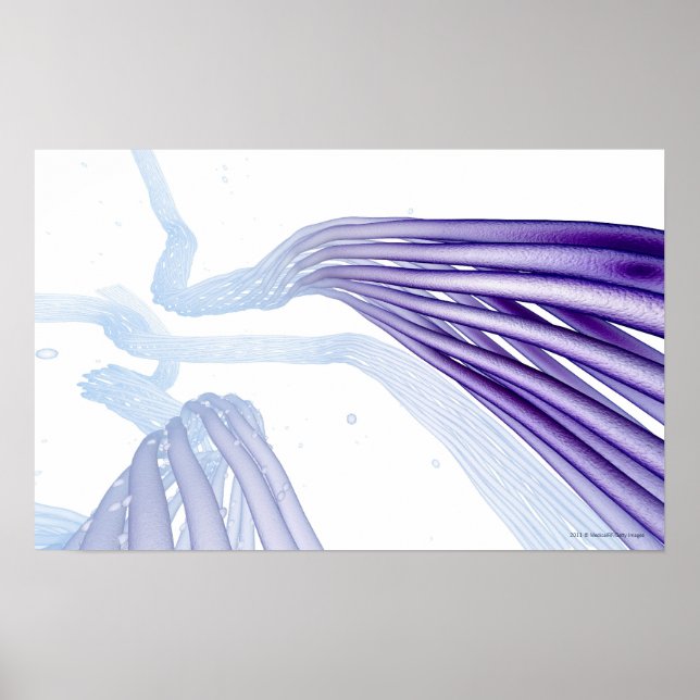 Poster Fibras nervosas estilizadas (Frente)