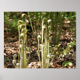Pôster Fiddlehead Ferns Na Natureza Da Primavera 3