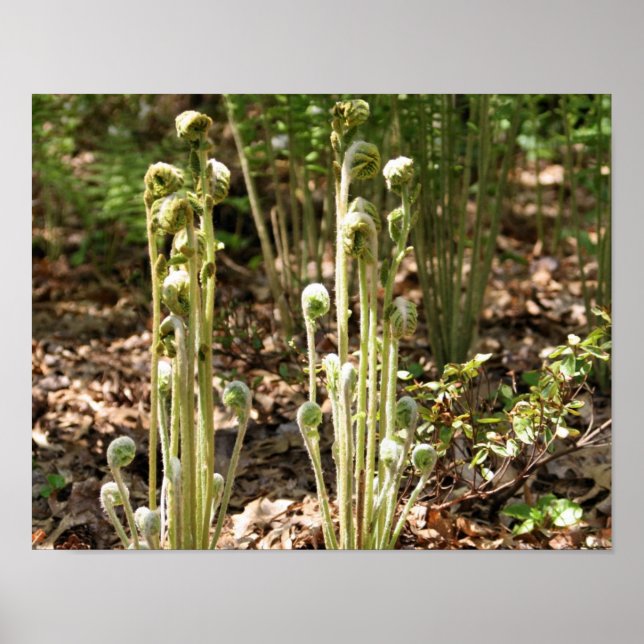Pôster Fiddlehead Ferns Na Natureza Da Primavera 3 (Frente)