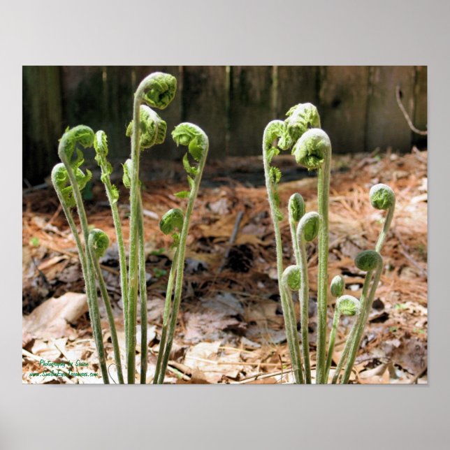 Poster Fiddlehead Ferns Primavera Natureza #4 (Frente)