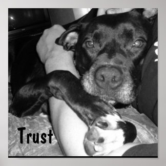 Pôster Fidedignidade Animal