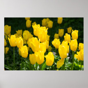 Poster Field of bright yellow tulips