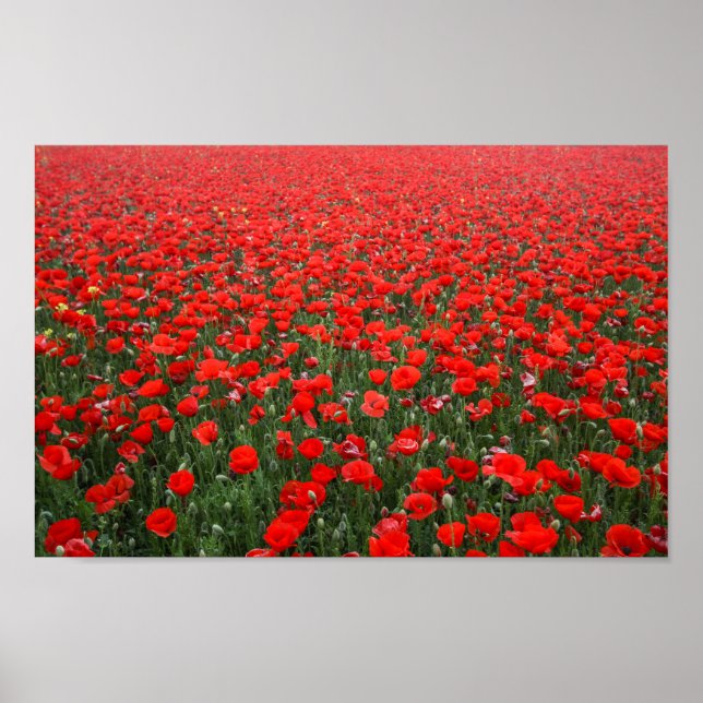 Poster Field of Red Poppies (Frente)